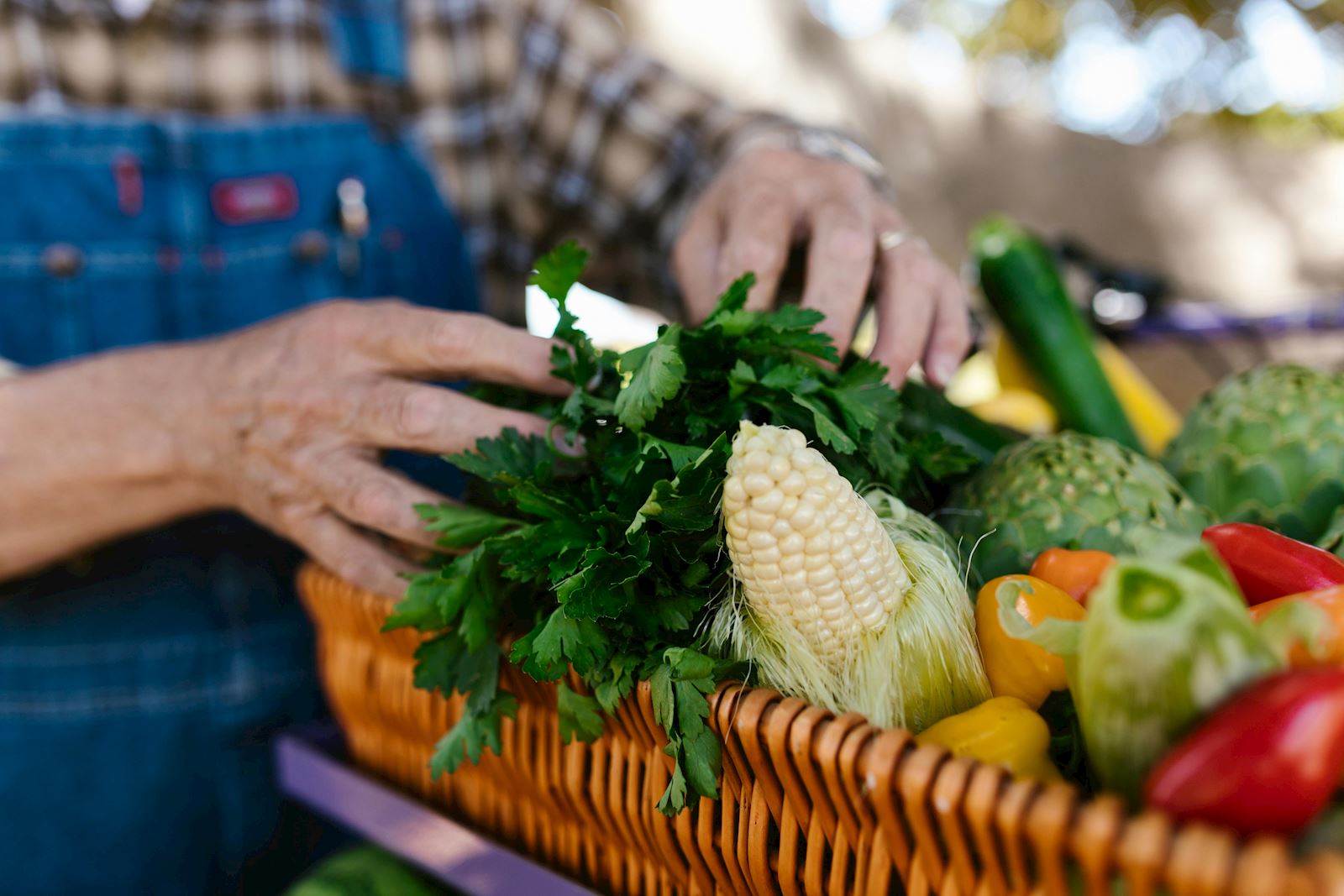 Fall Gardening: What to Plant for a Successful Harvest
