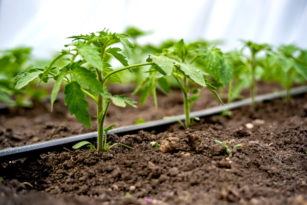 How to Install an Irrigation System