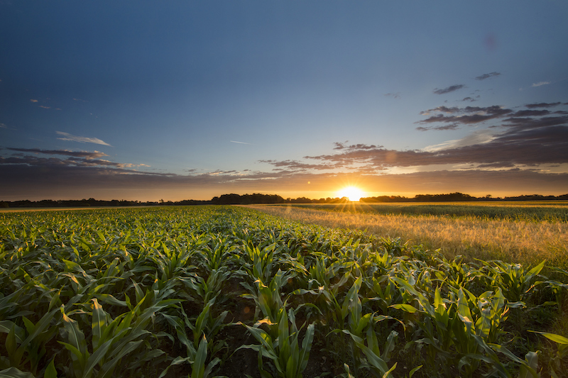 How to Stop Soil Erosion